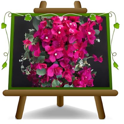 Bouganvillea Californiana PIRAMIDE Fucsia Jarro: 17 cm Altura: 90-100 cm.
