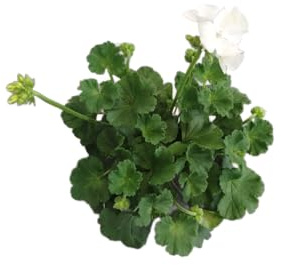 DECOALIVE Geranio Blanco – Planta Natural con Flores Intensas – Perfecta para Exteriores e Interiores