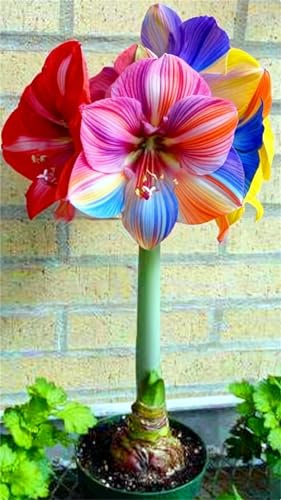 Amaryllis Bulbi，Piantagione a sorpresa ，Raro Rizoma Di,Perenne resistente， Grande Formato, Perfetta Idea Regalo, Facile Da Pulire，Crescita rapida-2 bulbo-b