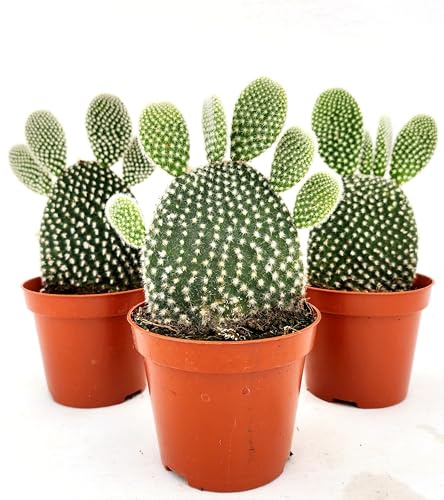 POWERS TO FLOWERS - FICO D'INDIA, OPUNTIA COMPATTA A SPINA BIANCA, 3 PIANTE, VASO 10,5CM DIAMETRO, piante vere
