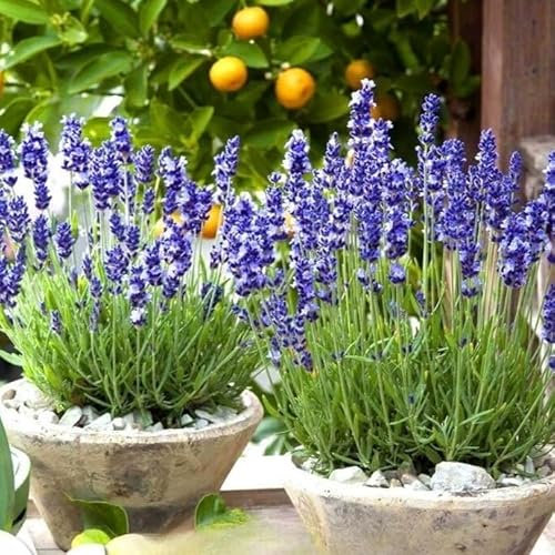 Lavander Hidcote blue 150 seeds + Plant tag + Freebie - Lavandula angustifolia vera