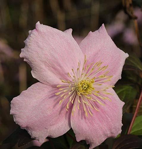 Berg Waldrebe Mayleen 60-80cm - Clematis montana - lebende Gartenpflanze aus den Baumschulen