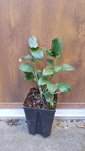 Citrus limon '4 Saisons' (bouture) / Citronnier 4 Saisons/Godet Anti-Chignon