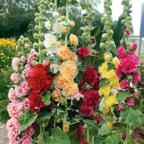 300+ Hollyhock Seeds Carnival Mix Giant Mallow Double Hollyhock Flowers Seed Perennial Outdoor Home Garden Flower