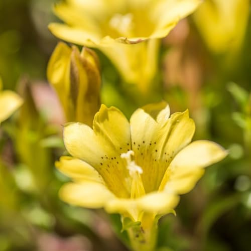 enzian bodendecker für sonnige plätze enziansamen, balkon bodendecker winterhart blumenwiese, winterharte kübelpflanzen 300pcs