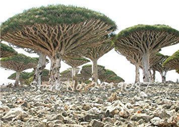 2: 30 pc Sequoia Rossa Semi Piante Sequoia sempervirens Bonsai Albero in Vaso per la casa e giardino fresche di Air giardino domestico di DIY 2
