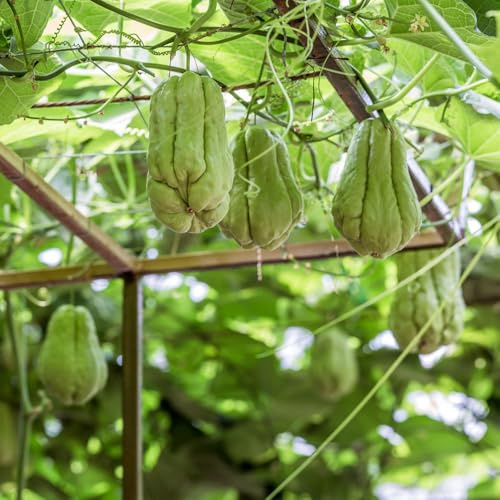 Chayote - grünpflanzen obstsamen obstbaum gemüsepflanzen balkonpflanzen seltene gemüsesamen obstpflanzen steingartenpflanzen exotische geschenke für gärtner balkongewächshäuser 160Samen