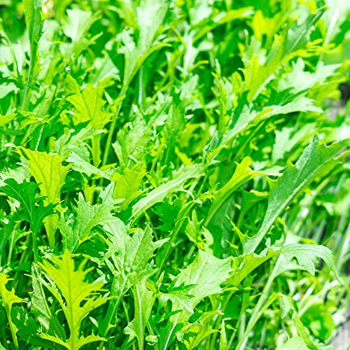 semi di rucola giardino balcone biologico rara decorazione esotiche 750pcs