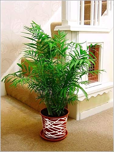 Plantas de casa de hoja perenne tradicionales grandes en maceta con decoración de línea entrelazada metálica - Sala Palm Elegans