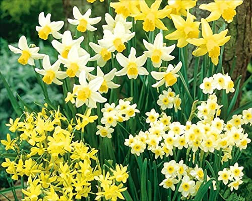 30 Mixed Miniature Daffodil/Narcissus Bulbs Dwarf Special Mixture Perennial