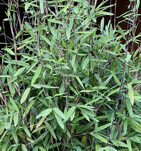 Schwarzer Gartenbambus Black Pearl 125-150cm - Fargesia nitida - lebende Gartenpflanze aus den Baumschulen