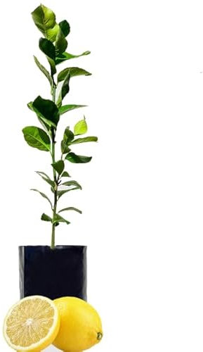 Cultiva Limones Frescos con un Limonero Natural - Árbol Frutal