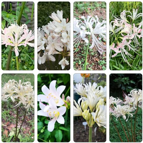 bulbos Lirio araña - Lycoris radiata silvestres bulbo jardín rocas perennes resistentes Cobertura resistente balcón 2pcs