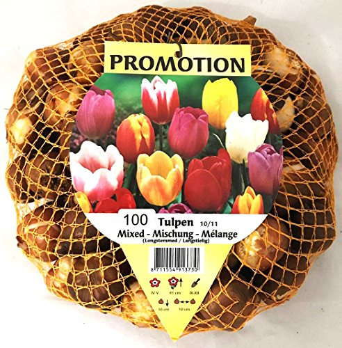 OFFERTA 75 TULIPANI MIX COLORI BULBI AUTUNNALI AIUOLE GIARDINO BULBS