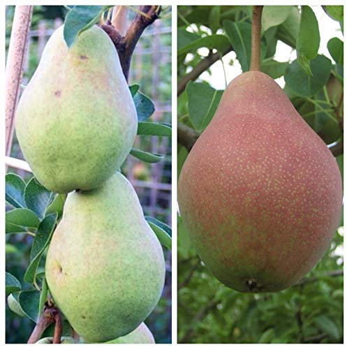 Duo Birnenbaum Clapps Liebling und Williams Christ als Buschbaum