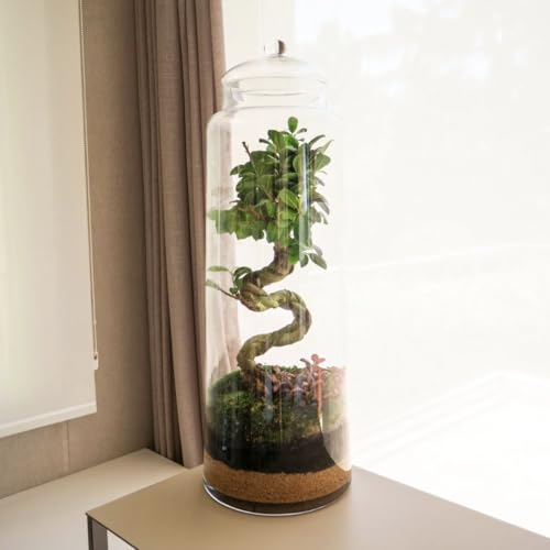 Terrarium Plantes en verre | Récipient avec ficus ginseng et phytonia | Jardin éternel | Écosystème naturel | Jardin dans un bol | Arroser une fois par an | Jungle