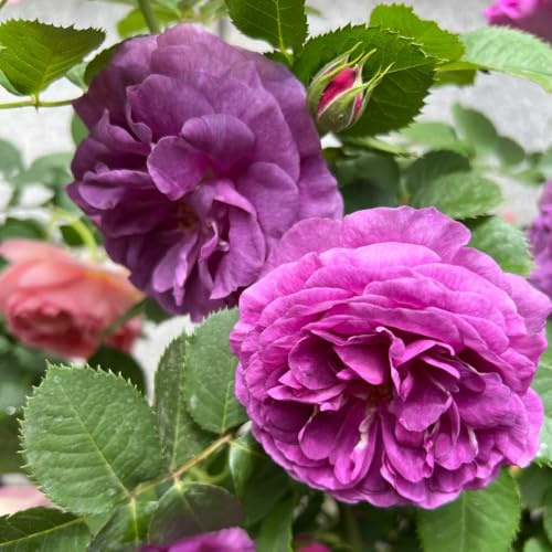 rosas trepadoras - rosal silvestres de balcón jardín de semillas prados silvestres interior exóticas decorativas bonsái semillas orgánicas oficina 500pcs