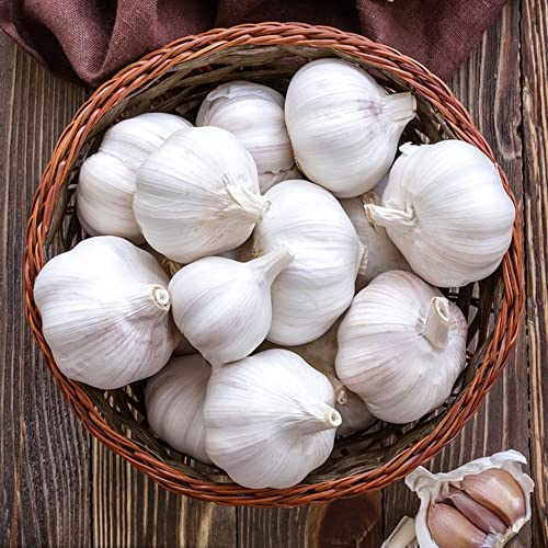 aglio giardino di tappezzanti piantare l'aglio semi di per medicinali vegetali aromatiche da giardino organiche per la 60semi