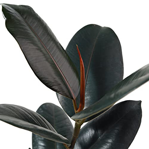 Ficus Abidjan Natural Planta de Exterior/Interior Perfecta para la Decoración del Hogar