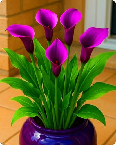Los bulbos de cala tienen formas florales únicas y hermosos colores, lo que los convierte en una excelente opción para la decoración del hogar.-4bulbos-B