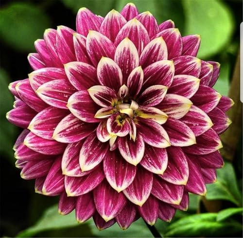 Mehrfarbig Ertragreicherg. Verschiedenen Farben, Winterhart AußEnbereich, Einfach Anzubauen, Pflegeleicht, Lange Blütezeit,-8 Dahlien -F