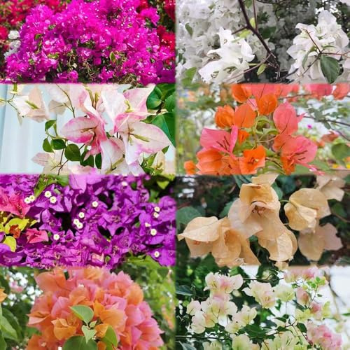 bougainvillea - gartenblumen bonsai topf winterharte für garten pflanztöpfe kräutersamen zimmerpflanzen wildblumensamen - Seltene serie - balkon 100samen