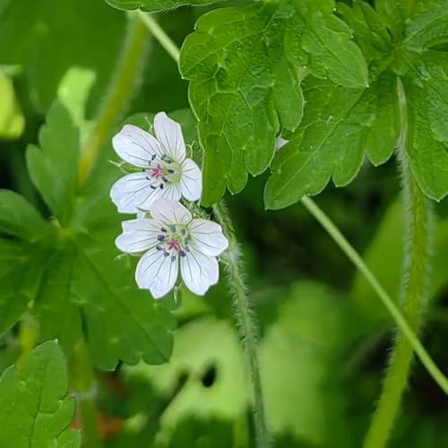 Semi di Geranio, per gli ospiti con semi di Geranio wilfordii, esotici rare semi di selvatici decorazione da giardino per esterni 100pcs