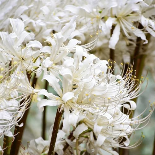 Lirio araña - Lycoris radiata de silvestres jardín decorativa balcón jardín del balcón del decorativas 2bulbos