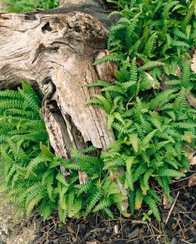 Blechnum penna-marina 9x9 cm Topf – Winterhart, Immergrün, Pflegeleicht – Zwergfarn – Bodendecker für Garten & Schattenbeet