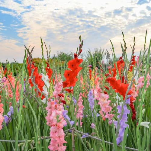 gladiolo - autunnali, gladioli decorazioni da giardino per esterni selvatici da Coltivare giardino sul, 5bulbi