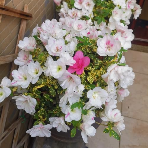 Semi di rododendro, di varietà antiche azalea, semi rari resistenti decorativi per il giardino primaverili biologici serre balcone 40pcs