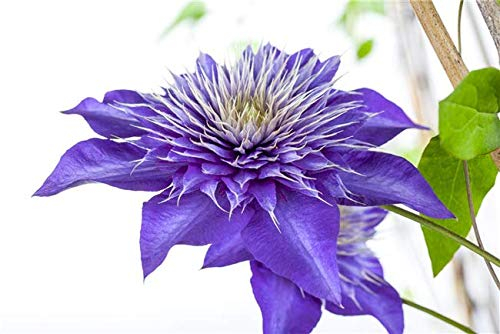 Clematis Hybride 'Multi Blue' 40–60 cm – Winterhart, Mehrjährig – Waldrebe – Kletterpflanze für Pergola & Rankhilfe