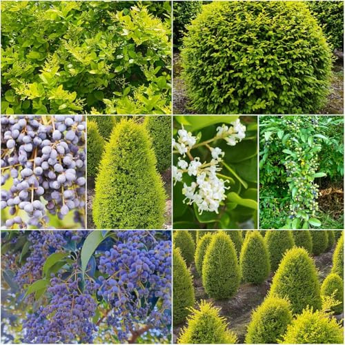 Seto de aligustre resistente - semillas de balcón resistentes seto aligustre Balcón jardín decorativas semillas techo verde 120pcs