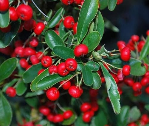 N. 3 PIANTA DI PYRACANTHA COCCINEA RED Compatible with STAR BACCHE ROSSE V. 7x7 cm (FOTO REALI)