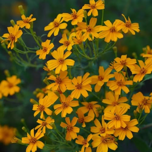 Semi di calendula - decorazione del soggiorno decorazione floreale semi di farfalle rare vecchie varietà decorazione da giardino per esterni 500pcs