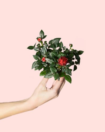 Mini Rosal Rojo | Plantas Naturales | Pur Plant