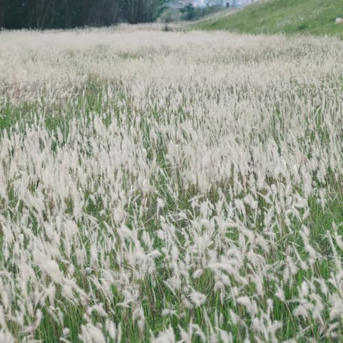 semillas de sangre, verdes interior Imperata cilíndrica perennes resistentes arbustos privacidad jardín para exterior 150pcs