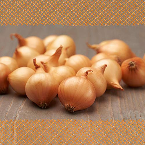 FLORTUS – Wintersteckzwiebel Stuttgarter Riesen 500 g Netz zertifiziertes Pflanzgut – Zwiebelgröße 8-21 mm, für den Anbau von mild-scharfen, goldenen & lagerfähigen Zwiebeln – Für Garten & Hochbeet