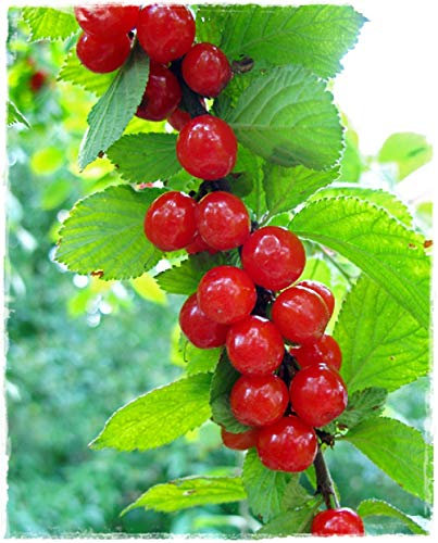 Planta de cerezo de Nanchino 'Prunus Tomentosa' en maceta Ø 17 cm H 60/70 cm