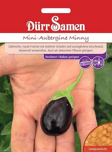 Mini Aubergine Samen ca 10 Korn Auberginesamen Gemüse Violette Früchte Balkon Hochbeet Garten Saatgut Dürr Samen