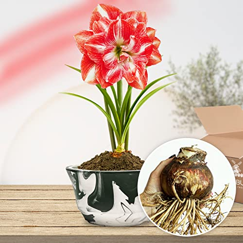 Bulbi di Amaryllis Double Red-White - 1 bulbi fiori in grande formato 26/30 - Piante e fiori esclusivi dall'Olanda - Autentici Hippeastrum (senza semi, senza cera e non artificiali)