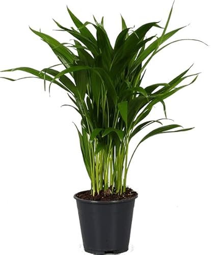 Areca Natural Planta Ornamental de Interior