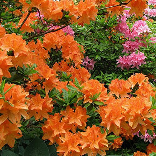 3 x Gardeners Dream Orange Azalee - Japanische Rhododendron Pflanze - Immergrüne Azalee Winterhart - Mehrjährig Blühende Winterharte Pflanzen für Garten im 9cm Topf - Winterharte Kübelpflanzen