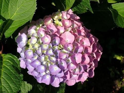 Gartenhortensie Bouquet Rose 2L - Zahlreiche Blumen ziehen die Blicke auf sich