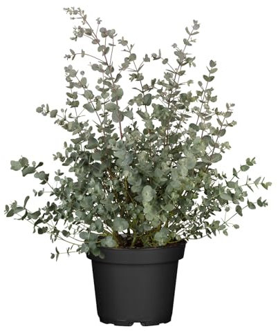 Eukalyptus, Topf-Ø 17 cm, 2 Pflanzen