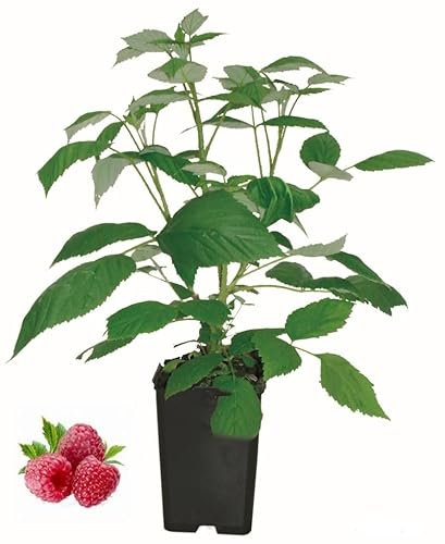 Anima Jardin Framboisier remontant Sumo, arbuste à petits fruits, pot de 1,3 L