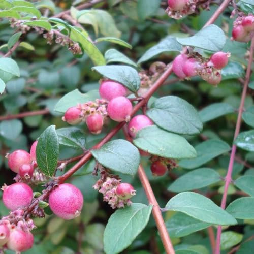 24 x Symphorine de Chenault 'Hancock' - Symphoricarpos chenaultii 'Hancock' godet 9x9cm, pour 3m² : Un charmant arbuste couvre-sol pour votre jardin.