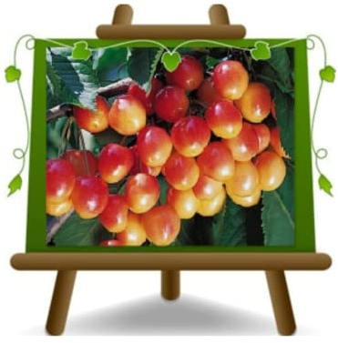 EURO PLANTS VIVAI Dulce cereza Napoleón árboles frutales Altura: 160~180 cm Edad: 4 años Jarrón: Diámetro 24/26 cm