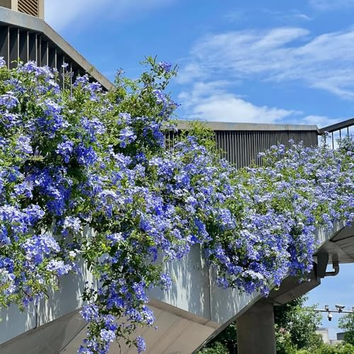 200 piezas semillas de plantas de plumbago auriculata - regalos inusuales, plantas de jardín semillas de tallo de plombago macizo de flores, flores de jardín semillas orgánicas, regalo