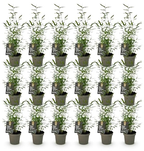 Green boutiQ - Bambou - Fargesia Black Dragon - Persistant - Non envahissant - Vert - 18 Plantes - Pot 14cm - Hauteur 35cm